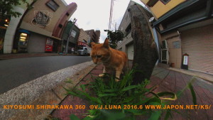 2016-06-16 tokyo ks cat 4-960x540-ks
