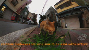 2016-06-16 tokyo ks cat 5-960x540-ks