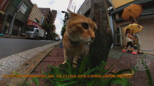 2016-06-16 tokyo ks cat 6-960x540ks